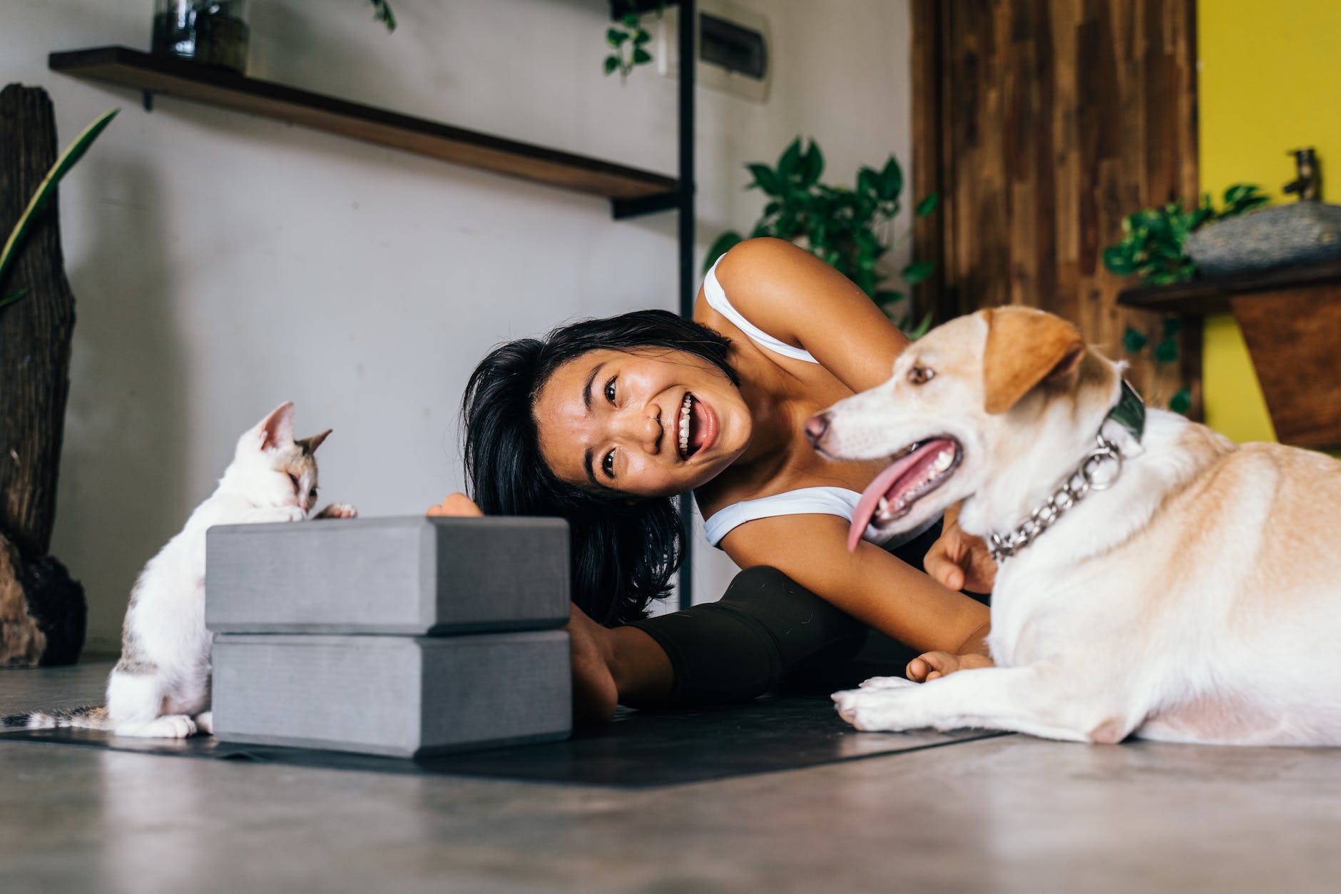 CBD for Pet Wellness: A Look at Potential Animal Health Benefits